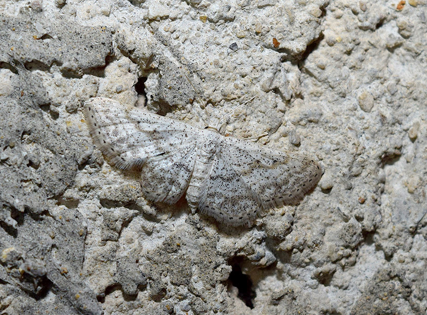 Geometridae: Idaea elongaria